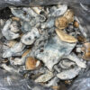 Raw Mushrooms (Bull Run)