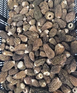 Fresh Wild Morel Mushrooms